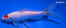 7" TANCHO COMET GOLDFISH