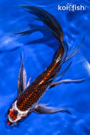 9.5" KUJAKU BUTTERFLY
