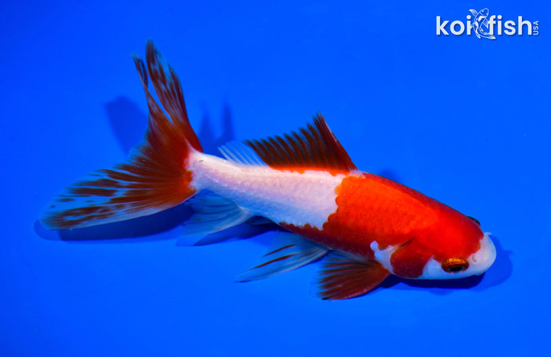 6" SARASA WATONAI GOLDFISH