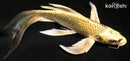 8.25" KIN KI MATSUBA BUTTERFLY