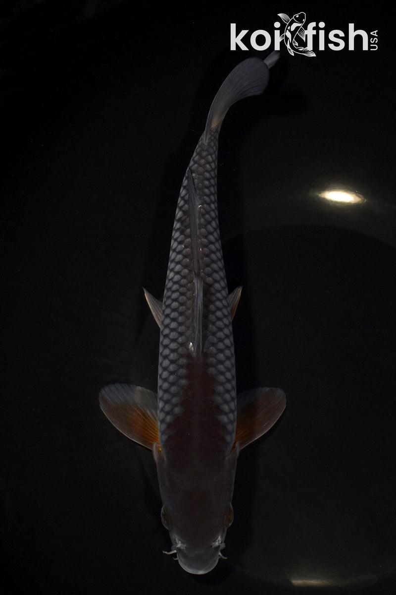 8.5" OCHIBA SHIGURE