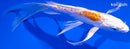 6.75" HEISEI NISHIKI BUTTERFLY
