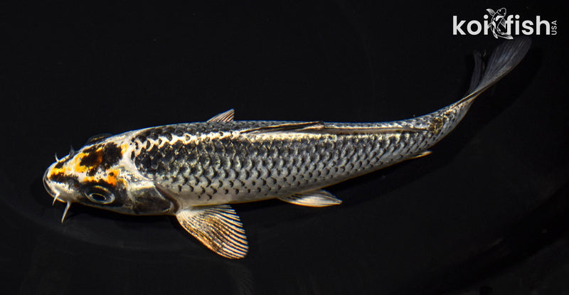 6.75" BENI GINGA