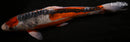 15.75" MARUTEN HI SHUSUI