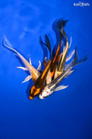 PACK OF (5) 5.25-5.75" BUTTERFLY KOI