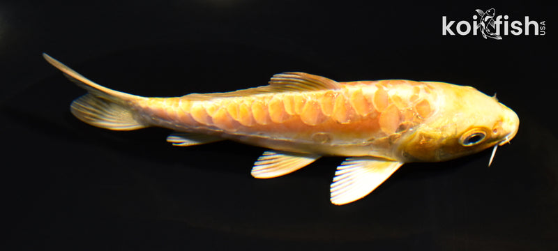 5.75" ARAGOKE YAMABUKI OGON