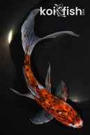 8" SHUBUNKIN GOLDFISH