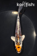 5.5" ARAGOKE BENI KIKOKURYU