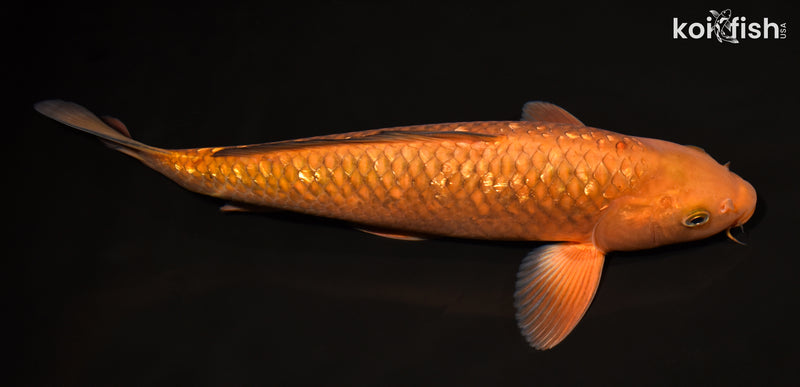 13.25" GINRIN CHAGOI