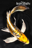 10" ARAGOKE KIN KIKOKURYU BUTTERFLY
