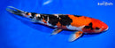 12.5" DOITSU AKA SANKE
