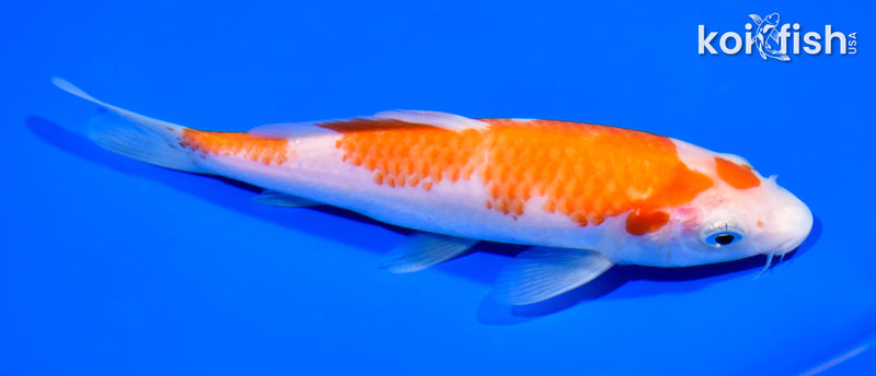 7" KOHAKU