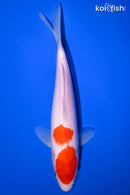 8.25" KOHAKU