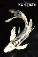 7.5" KIKOKURYU BUTTERFLY