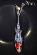 7.75" SHUBUNKIN GOLDFISH