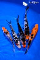 PACK OF (5) 4-5" SANKE KOI