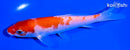 6" KOHAKU