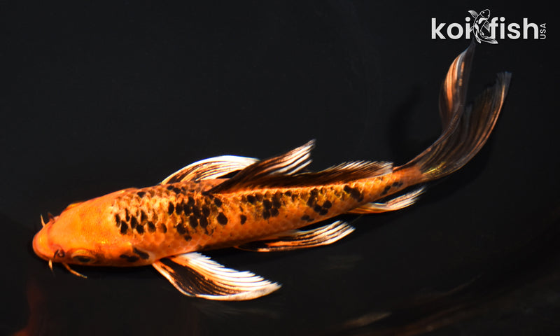 7" ORENJI BEKKO BUTTERFLY
