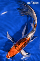 9.25" BENI KIKOKURYU BUTTERFLY