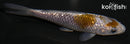 4.25" GINRIN OCHIBA SHIGURE