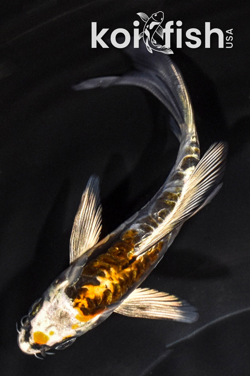 5.25" ARAGOKE BENI KIKOKURYU BUTTERFLY