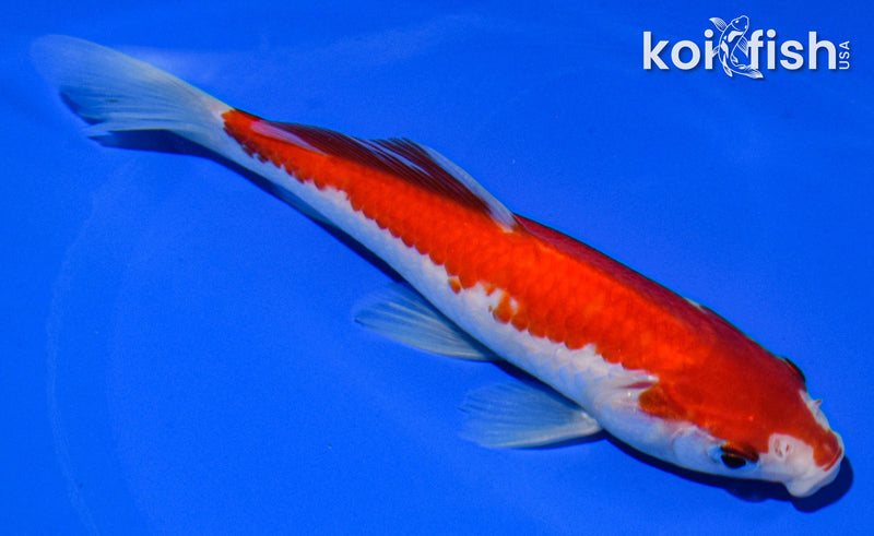 6" SARASA COMET GOLDFISH