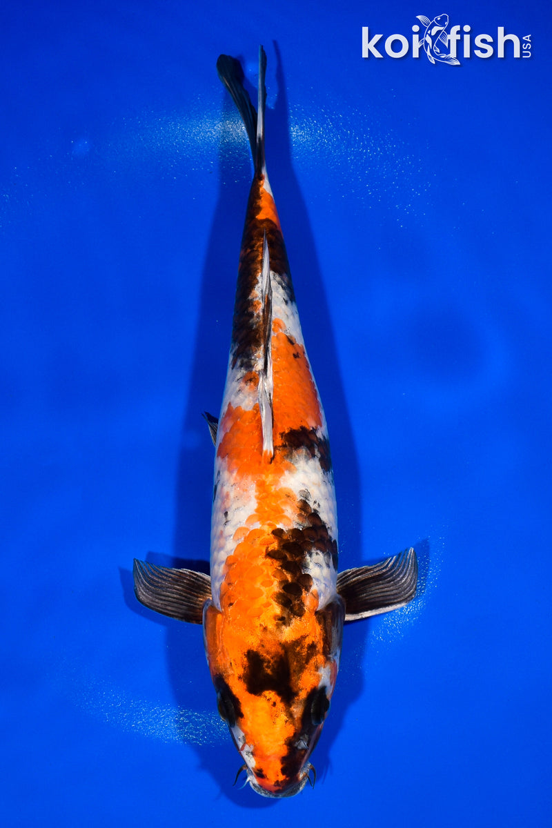 11.5" KIN SHOWA