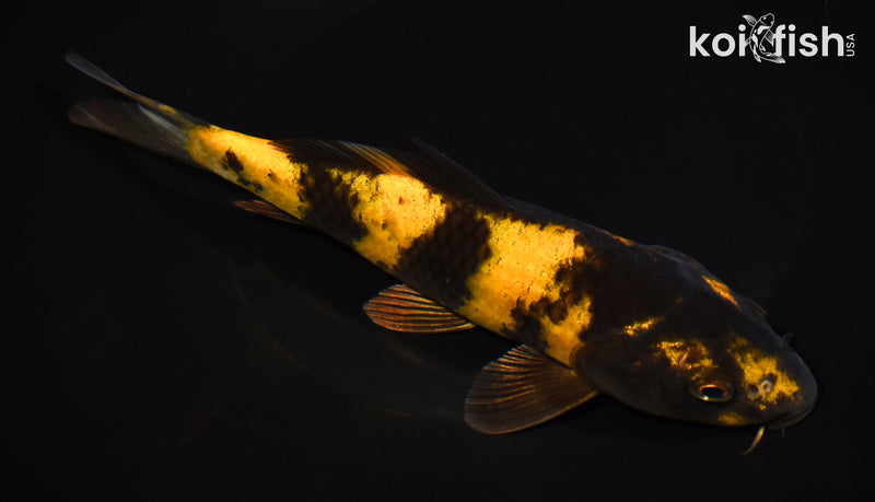 7.75" KI UTSURI