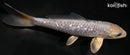 6" GINRIN METALLIC SORAGOI