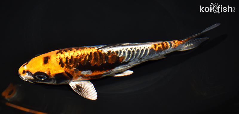 7.5" ARAGOKE BENI KIKOKURYU