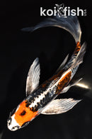 8.5" ARAGOKE BENI KIKOKURYU BUTTERFLY