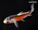 6.25" HI SHUSUI