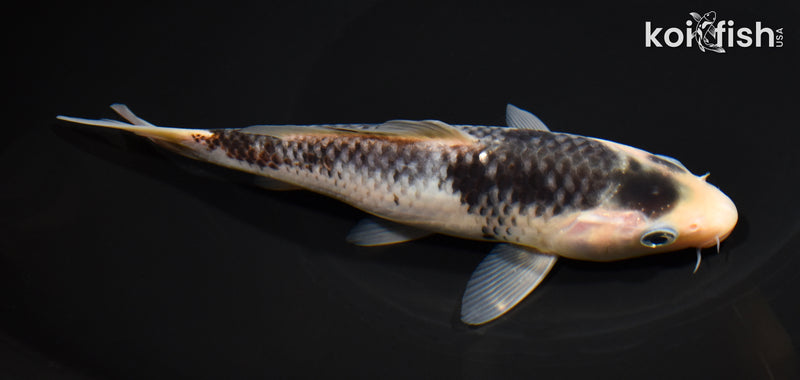 7" GOSHIKI