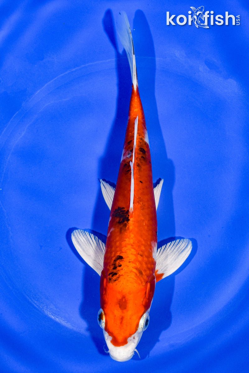 7" YAMATO NISHIKI