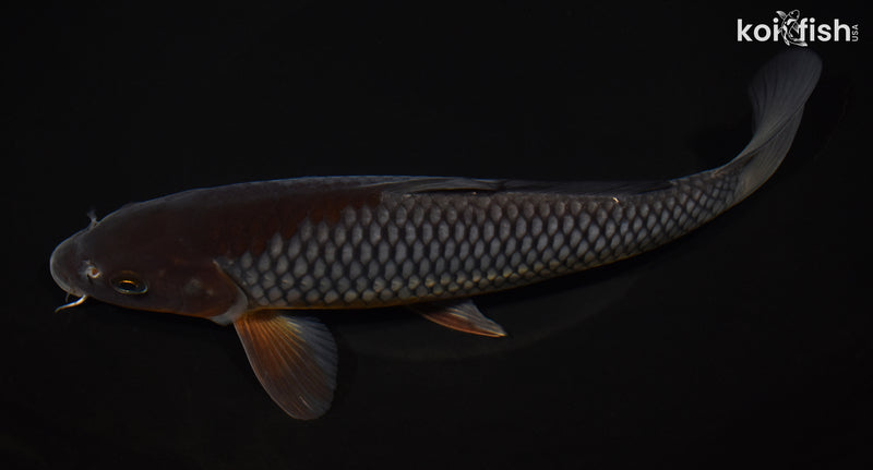 8.5" OCHIBA SHIGURE