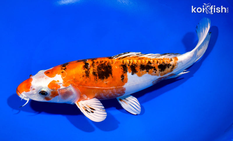 10.75" HEISEI NISHIKI
