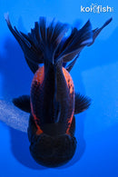 5.25" ORANDA GOLDFISH