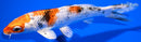 6.25" YAMATO NISHIKI