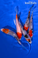 PACK OF (5) 4-5" STANDARD KOI
