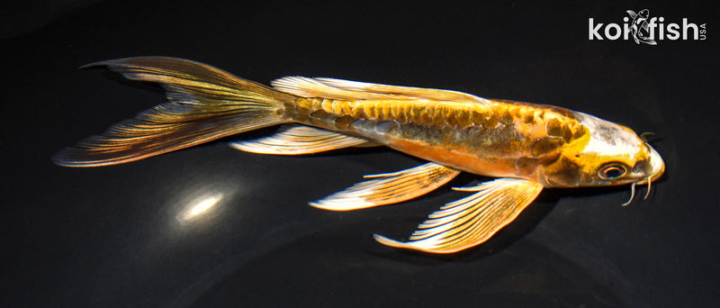 7.5" ARAGOKE BENI KIKOKURYU BUTTERFLY