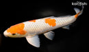 16.25" OCHIBA SHIGURE