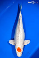 15.5" DOITSU TANCHO HARIWAKE