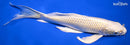 9" CREAMY OGON BUTTERFLY