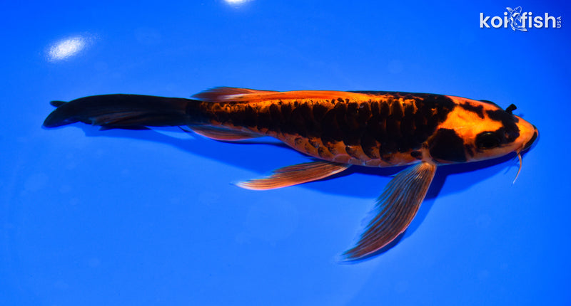 8.25" ARAGOKE ORENJI MATSUBA BUTTERFLY