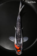 8.5" KUCHIBENI DOITSU GOSHIKI