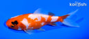 4.75" WAKIN GOLDFISH