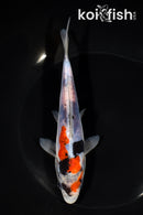 6.75" DOITSU SHOWA