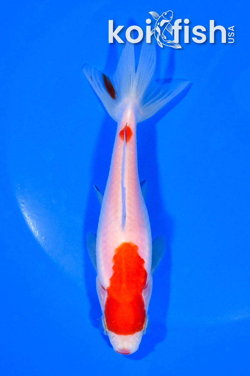 4.75" WAKIN GOLDFISH