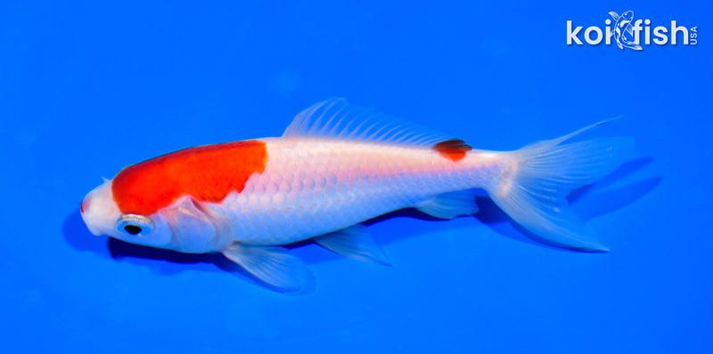 4.75" WAKIN GOLDFISH