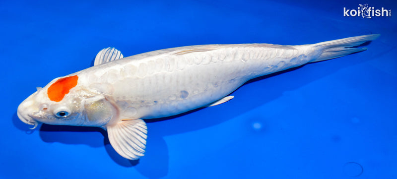 15.5" DOITSU TANCHO HARIWAKE